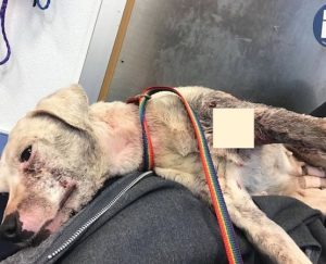 Jogger Tracks down Severly Harmed dog, Hauls Herself Over To Her