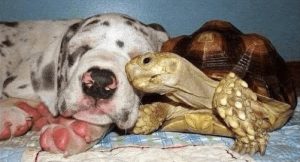 Orphaned Turtle and Rescued Dogs