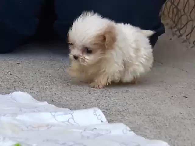 Littlest dog protected from dog factory is acquainted with his very first companion