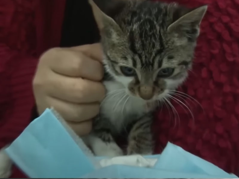 Orphaned kittens and tearful stories