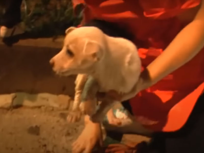 Rescuing trapped puppies, the rescue team also made a wonderful discovery.