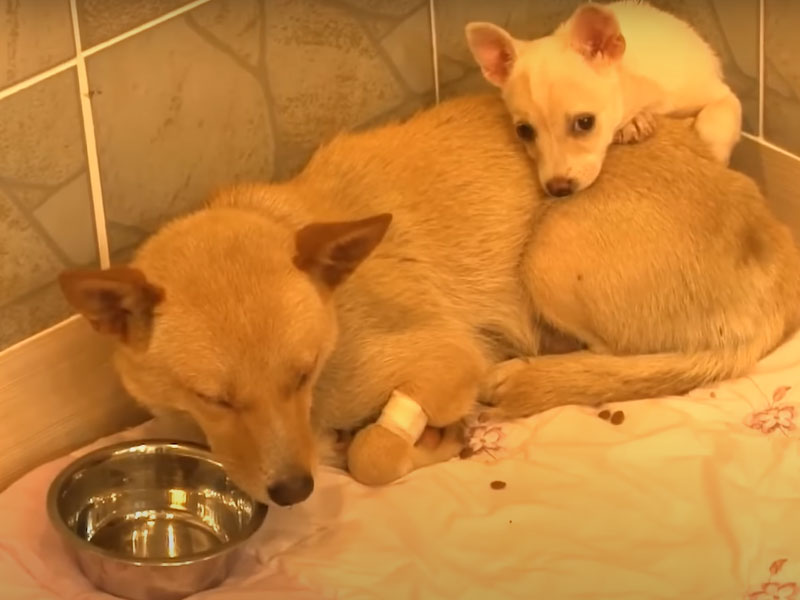 Rescuing trapped puppies, the rescue team also made a wonderful discovery.