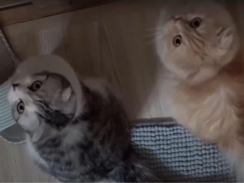 The strange expressions of 2 kittens, after moving to a new home with their owners