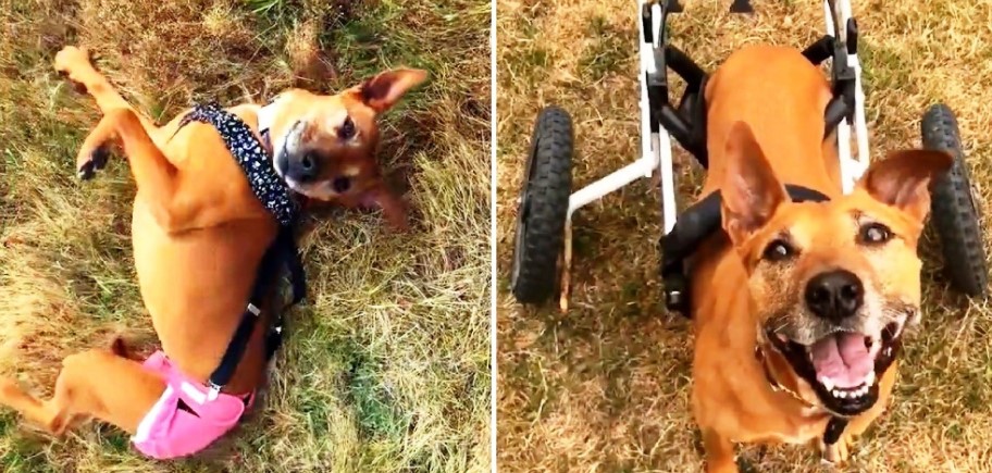 Three-legged Dog
