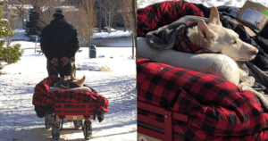 Man Takes His Incapacitated Dog On Cart Rides