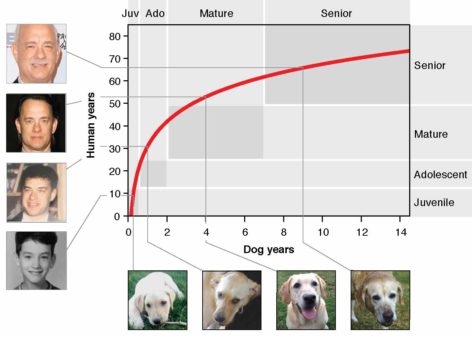 dog age statistics
