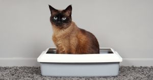 Siamese cat sitting still in a small litter box