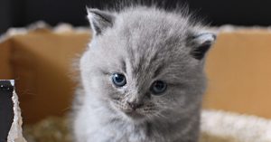 Small gray kitten looks at camera while sitting in homemade cardboard litter box