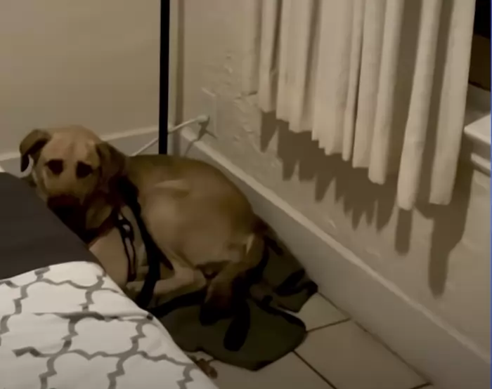 Unnerved salvage dog conceals in the corner confronting the wall until her soulmate comes along