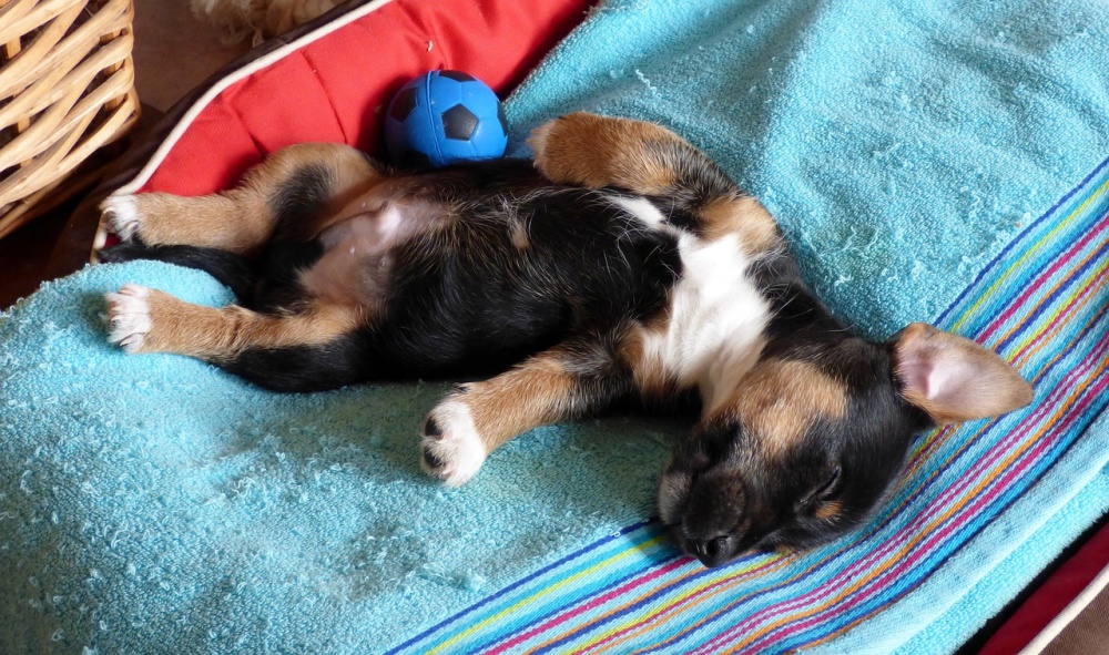 Dog Sleeping Positions And What They Mean