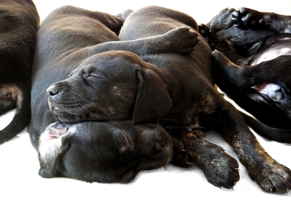 Dog Sleeping Positions And What They Mean