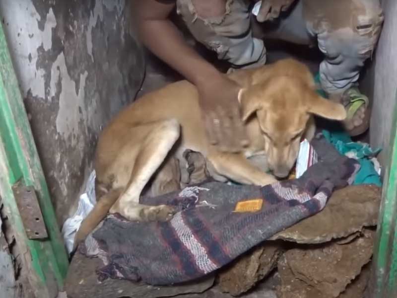 Reserving the feral dog and touching story