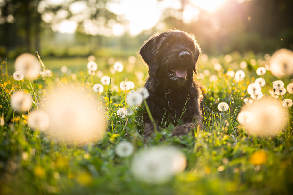 Heartworm disease is preventable but treatment can be costly.