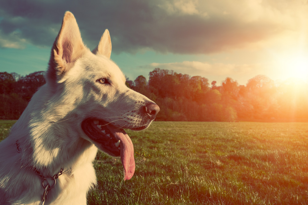 Louisiana and Mississippi lead the U.S. in heartworm cases.