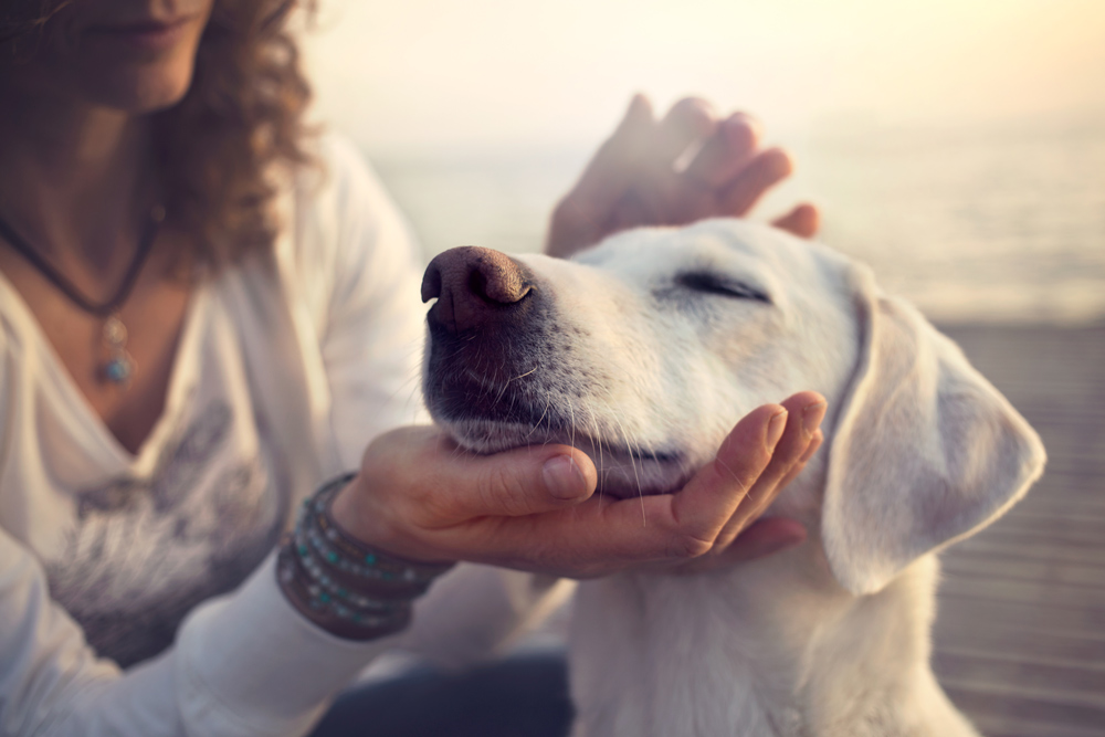 Heartworm disease leads to thousands of preventable pet deaths in the U.S. every year.