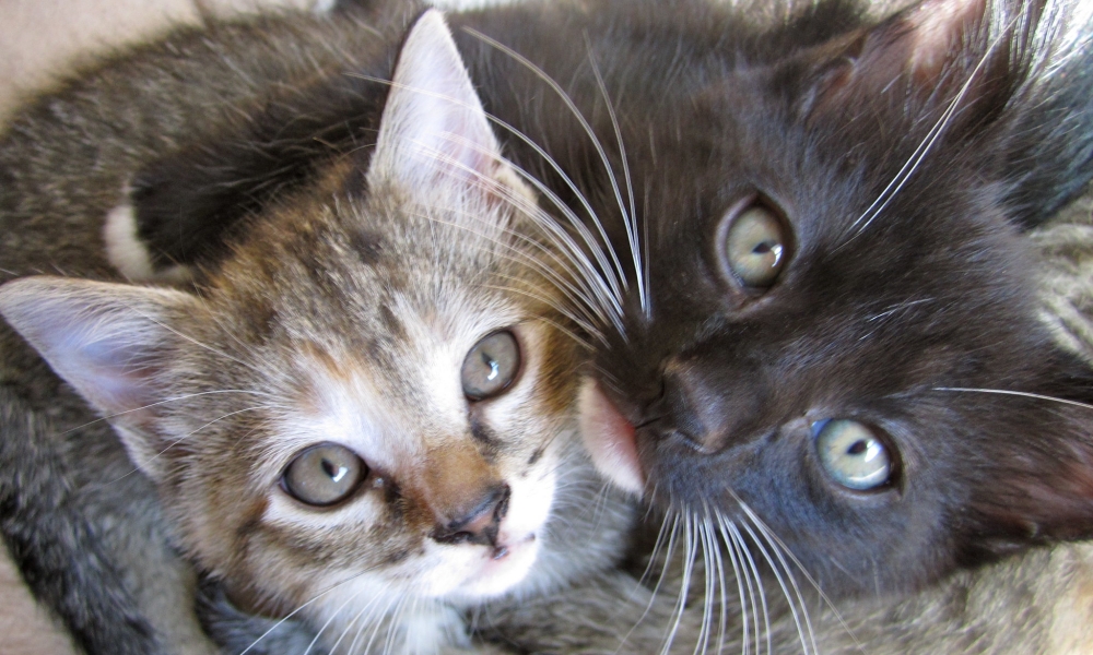 kitten-season-2