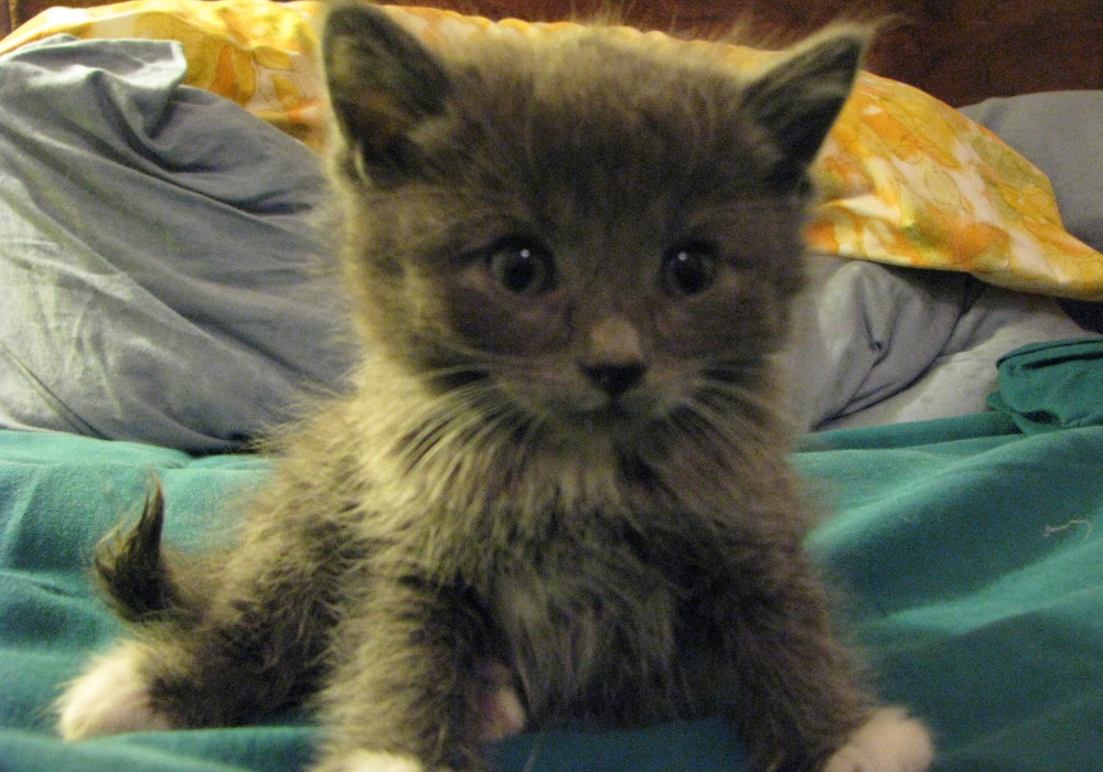 kitten-season-4
