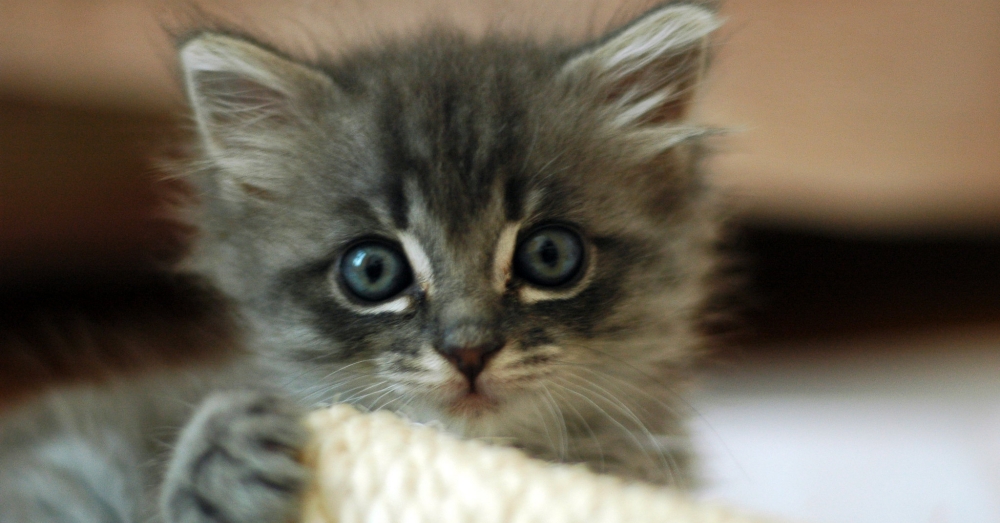 kitten-season-5