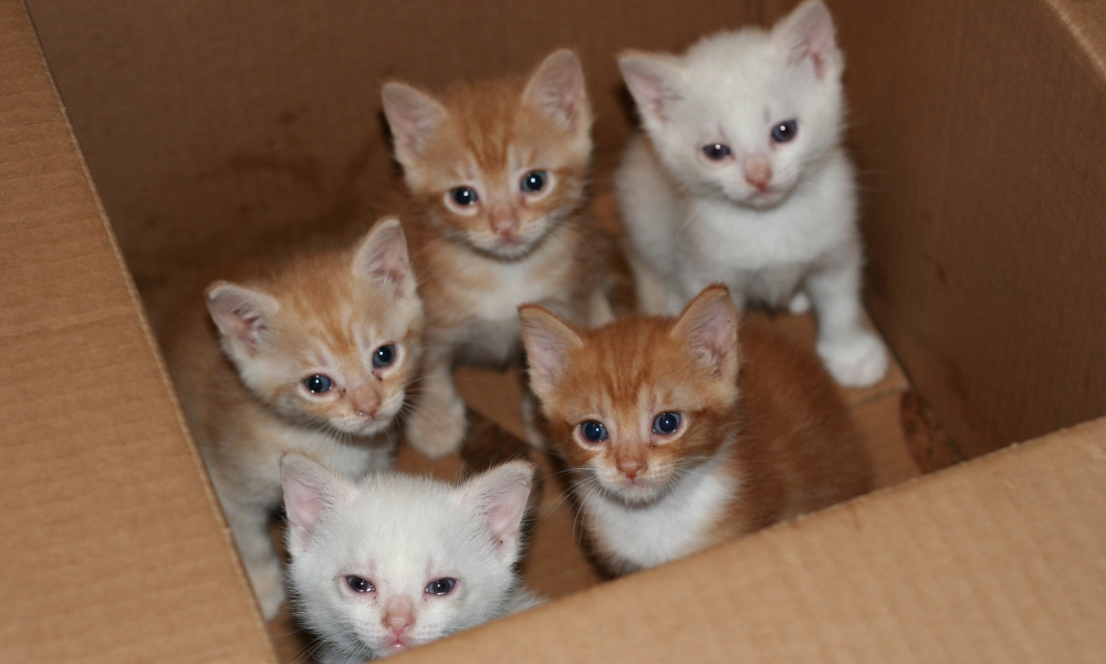 kitten-season-6