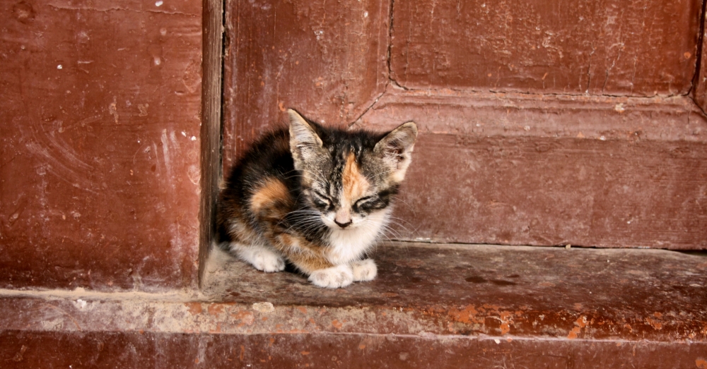 kitten-season-stray