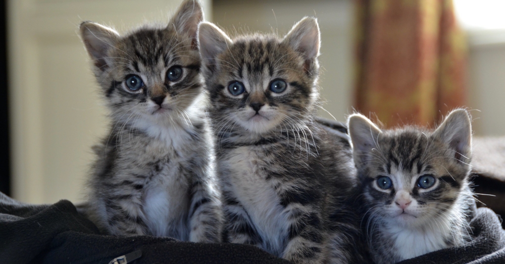 kitten-season