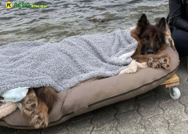 old-and-paralyzed-dog-that-was-abandoned-meets-the-sea-and-true-love-before-dying-1