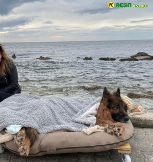 old-and-paralyzed-dog-that-was-abandoned-meets-the-sea-and-true-love-before-dying-2