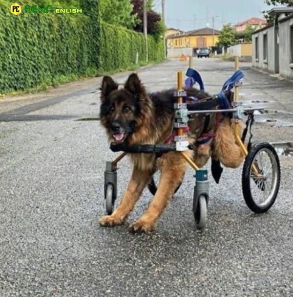 Old and paralyzed dog