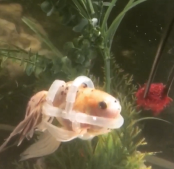 Goldfish With Lightness Issues Saved After Heros Fitted Him With A Small Hand tailored Lifejacket