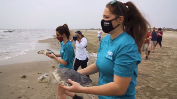 sea turtle rescue