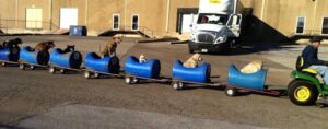 Abandoned Dogs, Which Ride On Their Very Own Train Now